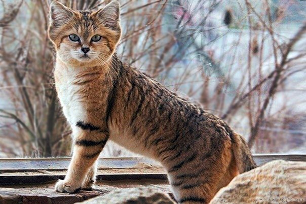 Барханный или песчаный кот.
