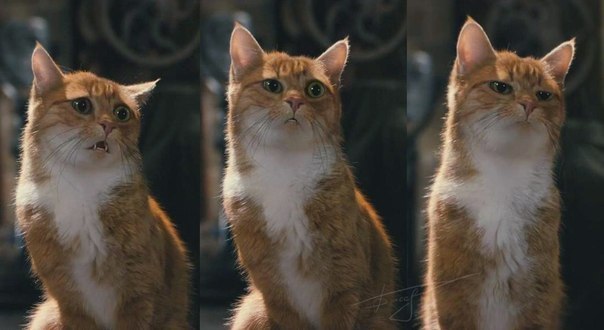 Эмоции кота