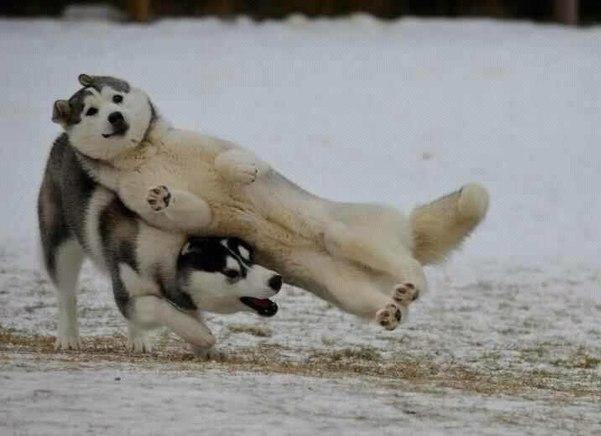 Главное - вовремя сфотографировать!