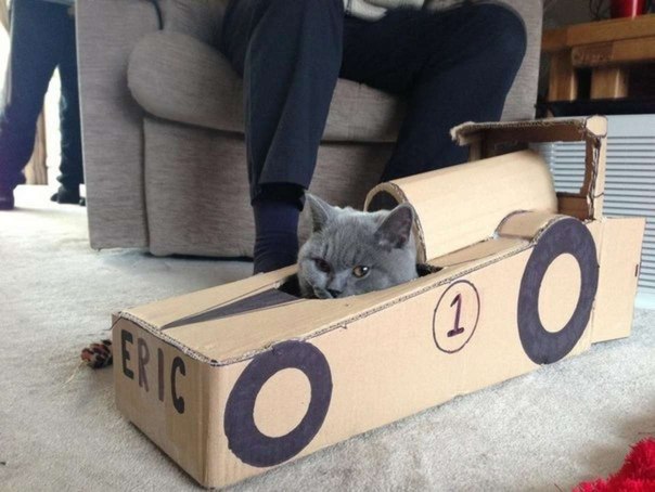 Кот Шумахера.