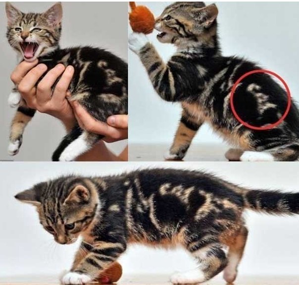 Котенок с надписью "Cat"