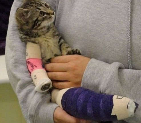 Котюнь, выздоравливай!