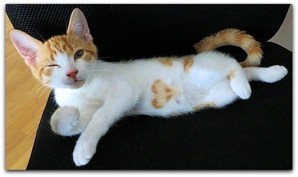Котёнок с сердечком на животе .