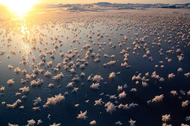 Ледяные цветы в море.