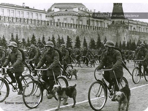 Почему на Параде Победы 24 июня 1945 года одну собаку несли на