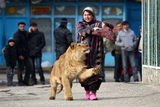 Полуторагодовалый лев Вадик выпрашивает мясо у сотрудниц