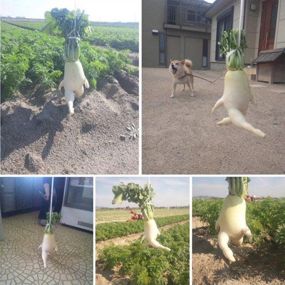 Приключения бегущего корнеплода...