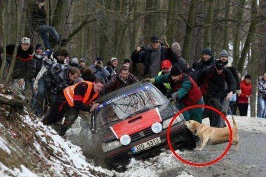 Собака-помогака :)