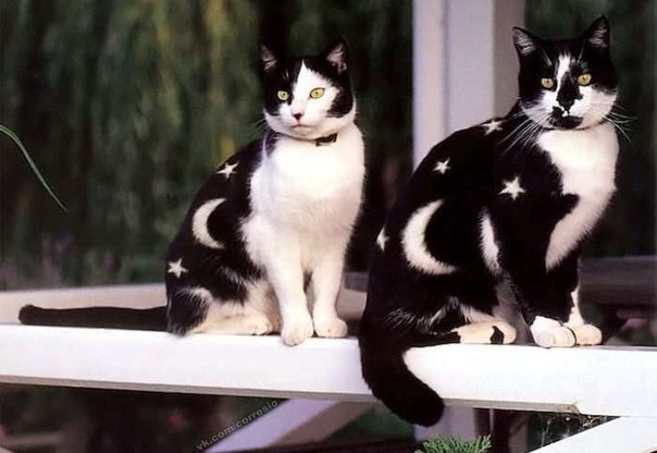 Звёздные коты.