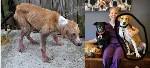 Что может случиться с собакой за месяц нормальной жизни дома. Эту беднягу подобрали на улице и выходили.