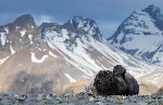 Детеныш морского слона отдыхает на пляже Южной Георгии.