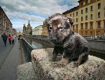 Очаровательный житель Санкт-Петербурга.