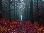 Осенний лес в пригороде Хамельна, Германия