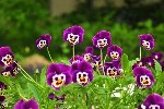 Природа улыбается :)