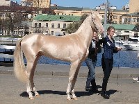 Самая редкая и удивительная масть - Изабелловая или Кремовая.