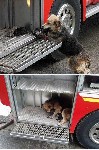 Собака спасает своих детей от пожара, пряча их в пожарную м